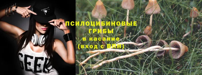 гидра ONION  закладка  Липки  Псилоцибиновые грибы Psilocybe 